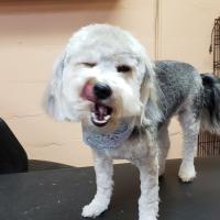South Paw's Grooming Logo