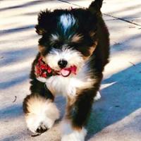 Peachstone Bernedoodles Logo