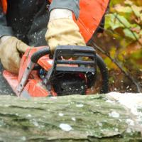 Green & Gold Tree Removal of Green Bay Logo