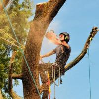 Newark Tree Care Logo