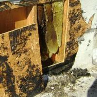 Bee Master of Las Vegas, Inc. Logo