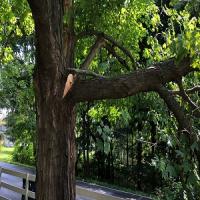 Pickerel Tree Service Logo