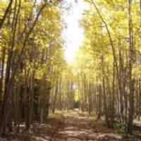 Cutting Edge Tree Care, LLC Logo