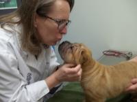 North Boulder Companion Animal Hospital Logo