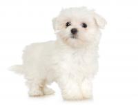 Top Dog Grooming Salon Logo
