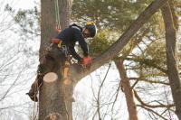 Lexington Tree Service of Santa Cruz Logo