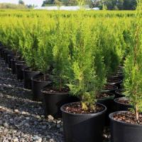 Eagle Pass Nursery Inc Logo