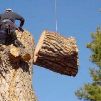 Evergreen Timber Inc Logo