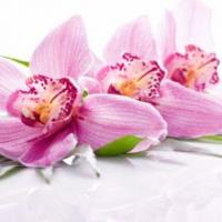 Weslaco Floral Logo