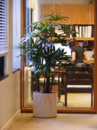 San Francisco Indoor & Office Plants logo
