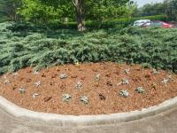Lockard's Lawn Care & Landscaping Logo
