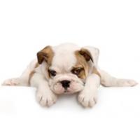 Pet Nutrition Consulting Logo