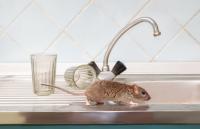 Orange County Pest Control Solutions Logo