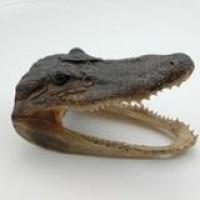 Delta Quest Taxidermy Logo