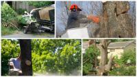 Treeforce Inc. in Pleasanton Logo