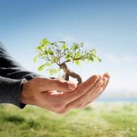 Amber Tree Service LLC Logo