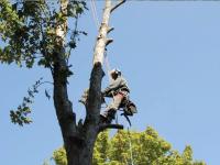 Renton Tree Service Pros Logo