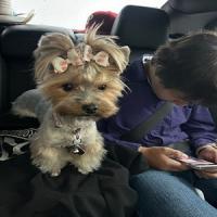 Little Rascal Ranch Logo