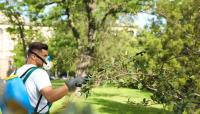 D-Town Tree Services Logo