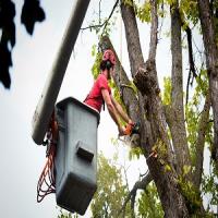 Santa Ana Tree Service Logo