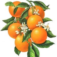 Orange Blossom Ranch Logo