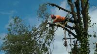 T&T tree service Logo