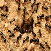 Crabtown Pest Control Solutions Logo