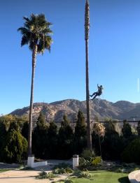 Arce's El Cajon Tree Service Logo