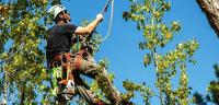 Carol Chevelon Lawn & Tree Service Logo