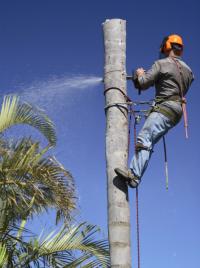 Princeton Greener Earth Tree Service Logo