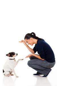 Kelley Animal Services Logo