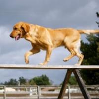 Sundowners Kennels Logo