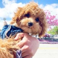 Goldendoodle Kennels Logo