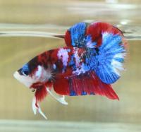 Top Quality Betta Fish For Sale Logo