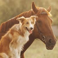 Indian Hammer Veterinary Services Logo