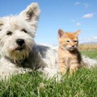 Puss n Pooch Pet Sitting Logo