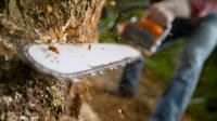 Tree Time Tree Services Logo