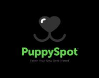 Bulldog Puppy Spot Logo