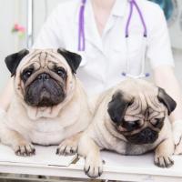 Lakeland Animal Clinic Logo