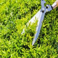 BV Landscaping Logo