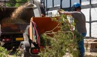 Bellevue Tree Service Company Logo