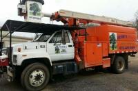 Davids Professional Tree Service, LLC Logo