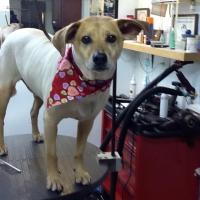 Doggie-Do Grooming and Boarding Logo