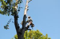 Port Charlotte Tree Service Logo