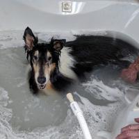 D & D Doggy Wash Grooming Salon Logo