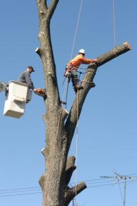Brother Lopez Tree Service Logo