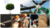 BZ Tree Service Logo