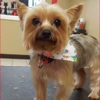 Southside Grooming by Teresa Logo