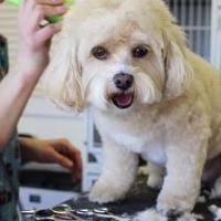 Pretty Ribbons Dog Grooming Salon Logo