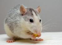 Ground Pest Control Logo